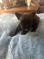 Cash , a male French Bulldog for sale in Franklin, PA – 3 of 6