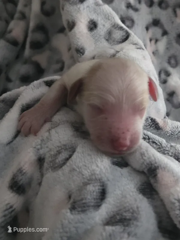 Cloud – Cockapoo puppy for sale in Grand Rapids, MI