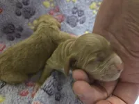 Hello Kitty, a female Cockapoo for sale in Grand Rapids, MI – 1 of 1