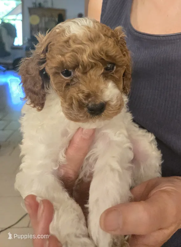 Mist – Cockapoo puppy for sale in Grand Rapids, MI