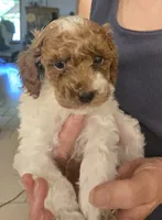 Mist, a male Cockapoo for sale in Grand Rapids, MI – 1 of 6