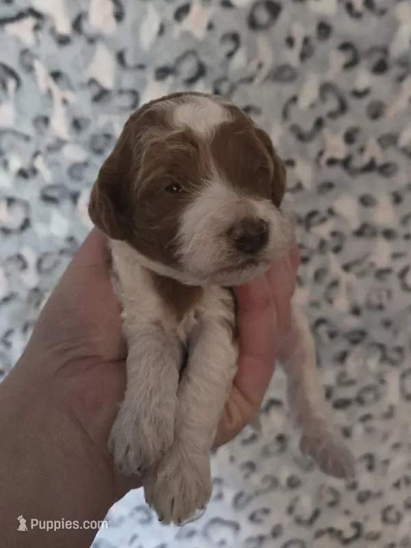 Espeon – Cavapoo puppy for sale in Grand Rapids, MI