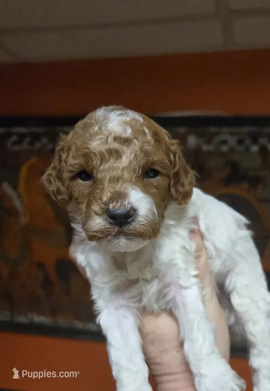 Mist – Cockapoo puppy for sale in Grand Rapids, MI