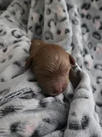 Sunny, a male Cockapoo for sale in Grand Rapids, MI – 1 of 2