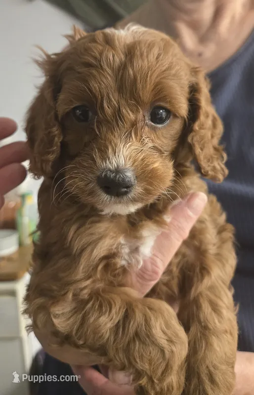Star – Cockapoo puppy for sale in Grand Rapids, MI