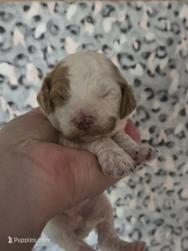 Glaceon – Cavapoo puppy for sale in Grand Rapids, MI