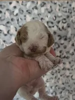 Glaceon, a male Cavapoo for sale in Grand Rapids, MI – 1 of 3