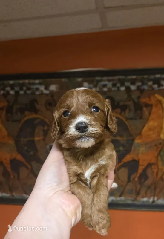 Star – Cockapoo puppy for sale in Grand Rapids, MI