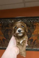 Star, a female Cockapoo for sale in Grand Rapids, MI – 3 of 4