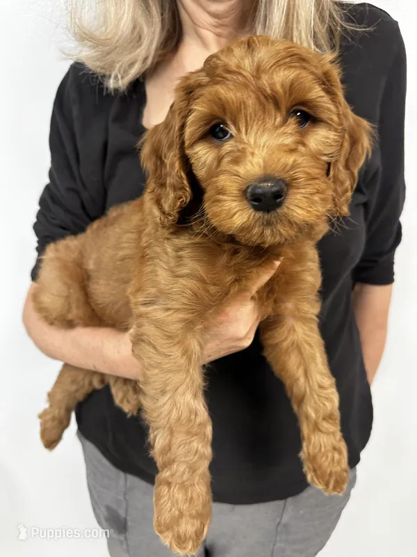 Choppa – Miniature Goldendoodle puppy for sale in Grand Rapids, MI