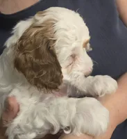 Cloud, a male Cockapoo for sale in Grand Rapids, MI – 2 of 6
