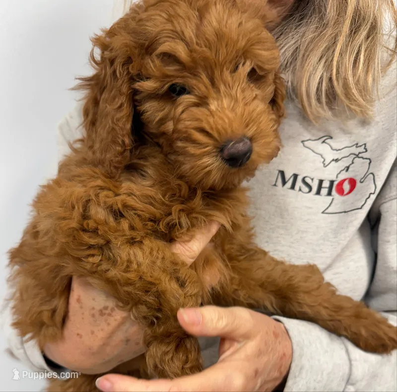 Bridget – Miniature Goldendoodle puppy for sale in Grand Rapids, MI