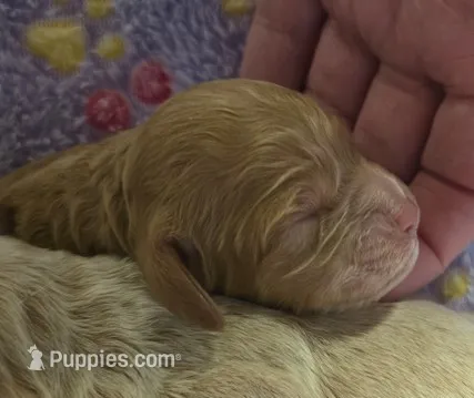 Pompompurin – Cockapoo puppy for sale in Grand Rapids, MI