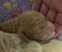 Pompompurin, a male Cockapoo for sale in Grand Rapids, MI – 2 of 2