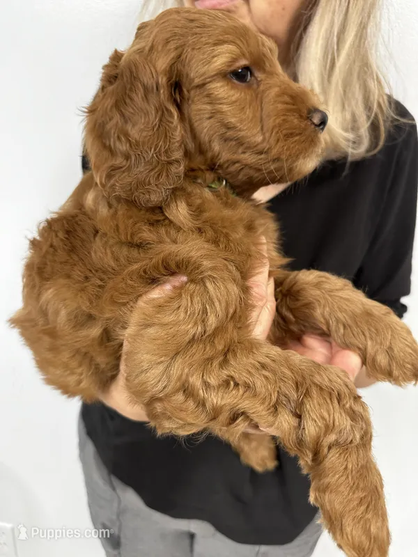 Rocky – Miniature Goldendoodle puppy for sale in Grand Rapids, MI