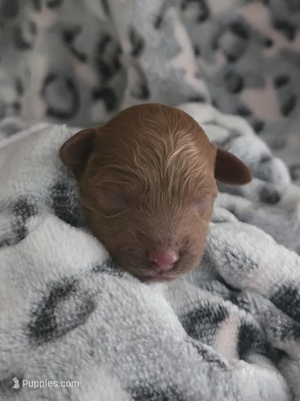Nova – Cockapoo puppy for sale in Grand Rapids, MI