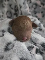Nova, a female Cockapoo for sale in Grand Rapids, MI – 1 of 1