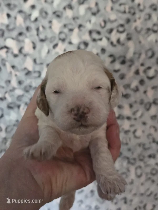 Umbreon – Cavapoo puppy for sale in Grand Rapids, MI