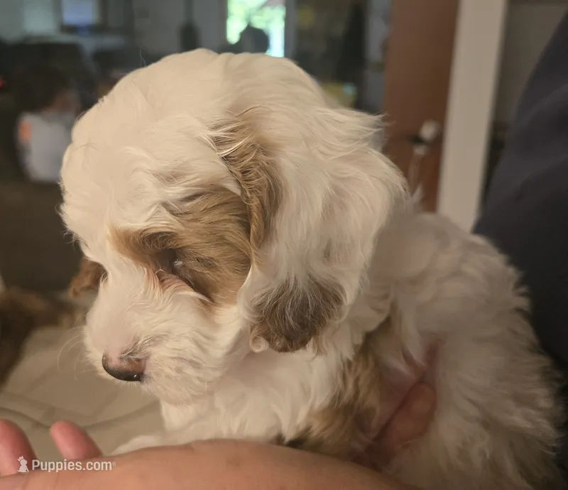 Cloud – Cockapoo puppy for sale in Grand Rapids, MI