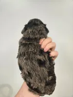 Woody, a male Miniature Aussiedoodle for sale in Grand Rapids, MI – Photo 5 of 6