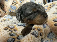 Woody, a male Miniature Aussiedoodle for sale in Grand Rapids, MI – Photo 2 of 6