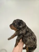 Woody, a male Miniature Aussiedoodle for sale in Grand Rapids, MI – Photo 6 of 6