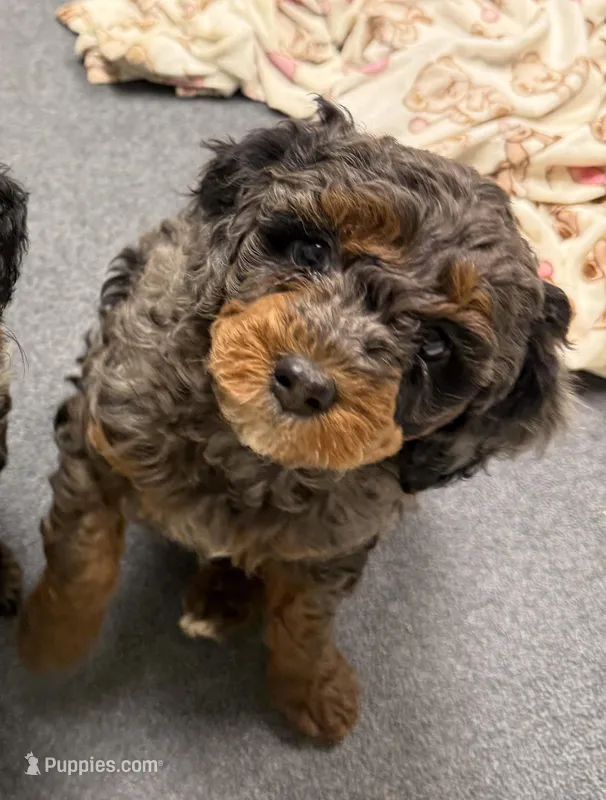 Woody – Miniature Aussiedoodle puppy for sale in Grand Rapids, MI