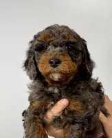 Woody, a male Miniature Aussiedoodle for sale in Grand Rapids, MI – Photo 9 of 9