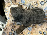 Woody, a male Miniature Aussiedoodle for sale in Grand Rapids, MI – Photo 3 of 6