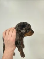 Woody, a male Miniature Aussiedoodle for sale in Grand Rapids, MI – Photo 4 of 6
