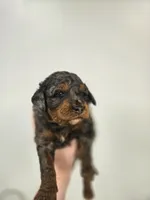 Woody, a male Miniature Aussiedoodle for sale in Grand Rapids, MI – Photo 1 of 6