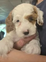 Cloud, a male Cockapoo for sale in Grand Rapids, MI – 3 of 6