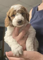 Jolteon, a male Cavapoo for sale in Grand Rapids, MI – 1 of 4