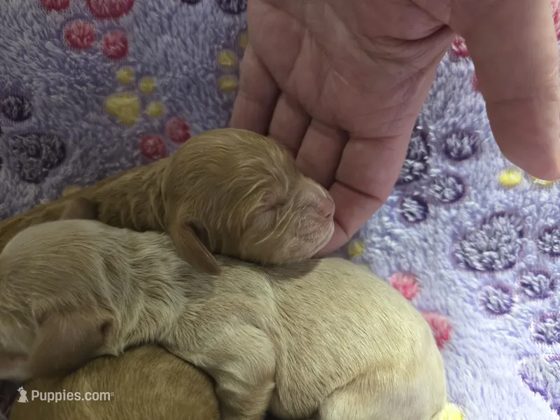 Pompompurin – Cockapoo puppy for sale in Grand Rapids, MI