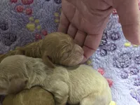 Pompompurin, a male Cockapoo for sale in Grand Rapids, MI – 1 of 1