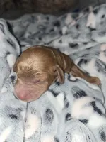 Flareon, a male Cavapoo for sale in Grand Rapids, MI – 3 of 3