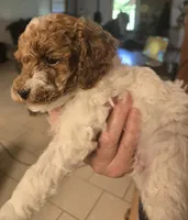 Mist, a male Cockapoo for sale in Grand Rapids, MI – 2 of 6