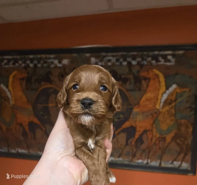 Sunny – Cockapoo puppy for sale in Grand Rapids, MI