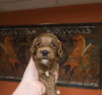 Sunny, a male Cockapoo for sale in Grand Rapids, MI – 2 of 4