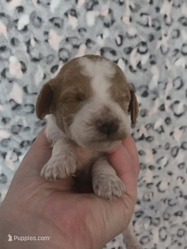 Leafeon – Cavapoo puppy for sale in Grand Rapids, MI