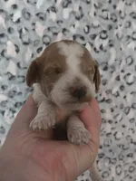 Leafeon, a male Cavapoo for sale in Grand Rapids, MI – 1 of 3