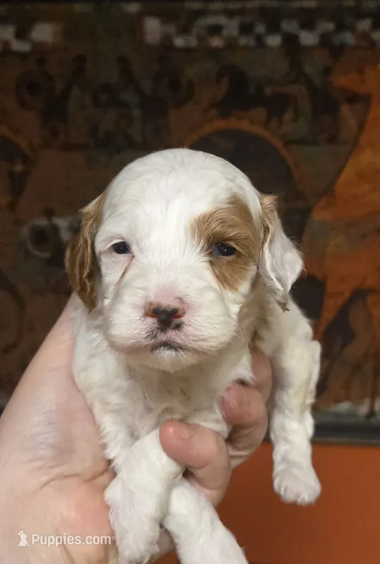 Cloud – Cockapoo puppy for sale in Grand Rapids, MI