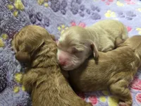 CinnamoRoll, a male Cockapoo for sale in Grand Rapids, MI – 1 of 1