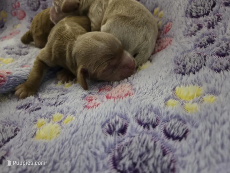 ChocoCat – Cockapoo puppy for sale in Grand Rapids, MI