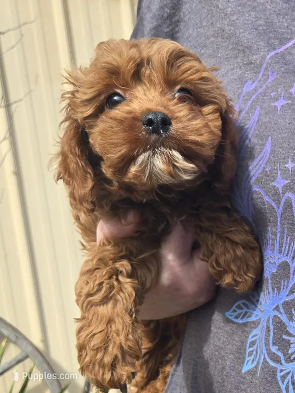 Jack Frost – Cavapoo puppy for sale in Grand Rapids, MI