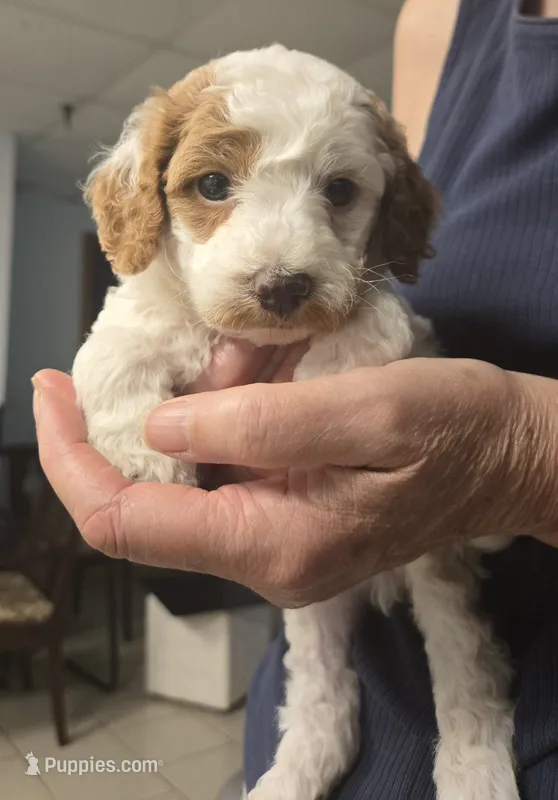 Umbreon – Cavapoo puppy for sale in Grand Rapids, MI