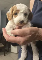 Umbreon, a male Cavapoo for sale in Grand Rapids, MI – 1 of 1