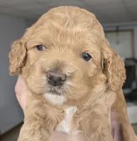 Hello Kitty, a female Cockapoo for sale in Grand Rapids, MI – 1 of 2