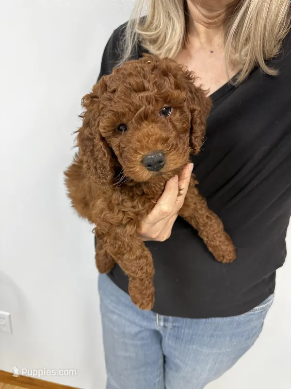 Luisa – Miniature Goldendoodle puppy on hold in Grand Rapids, MI
