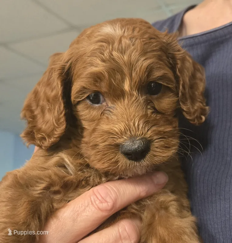 Sunny – Cockapoo puppy for sale in Grand Rapids, MI